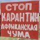 >В одной из колоний Тверской области уничтожат более 300 свиней