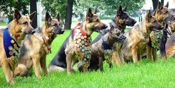 В Твери впервые пройдут соревнования по спортивному собаководству